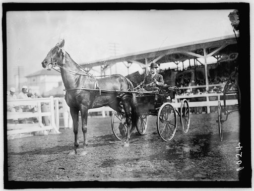 GHEEN, J.O. DRIVING 'BOSCOBEL' IN HORSE SHOW