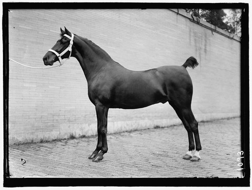 HORSE SHOWS. HORSES