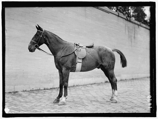 HORSE SHOWS. HORSES
