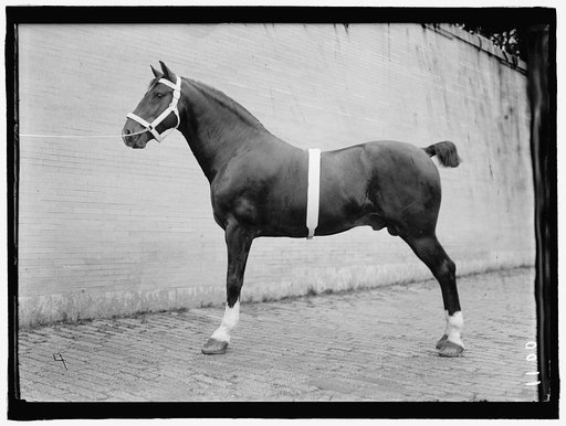 HORSE SHOWS. McLEAN, JOHN ROLL. HIS HORSES