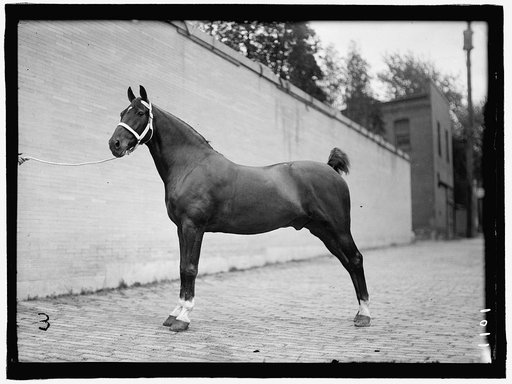 HORSE SHOWS. McLEAN HORSES