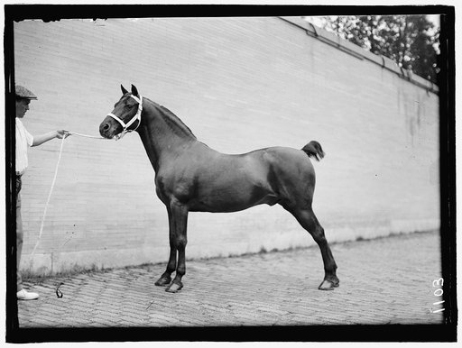 HORSE SHOWS. McLEAN HORSES