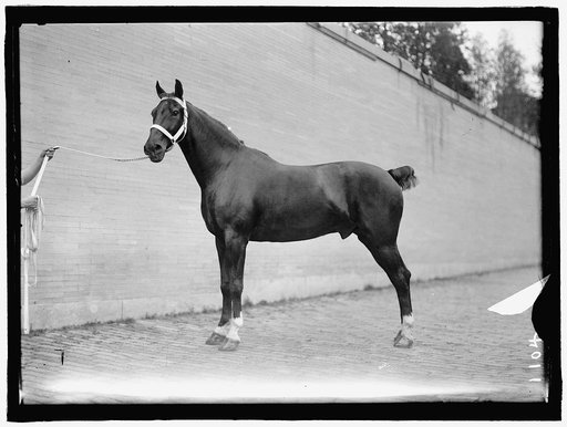 HORSE SHOWS. McLEAN HORSES