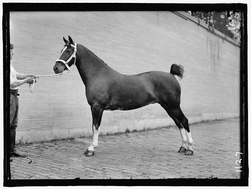 HORSE SHOWS. McLEAN, JOHN ROLL. HIS HORSES