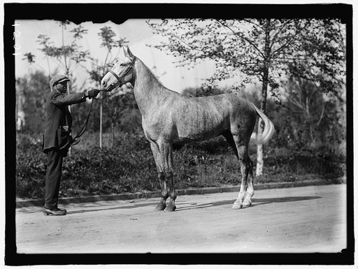 GRAYSON, CARY T., DR., U.S.N. HIS HORSE