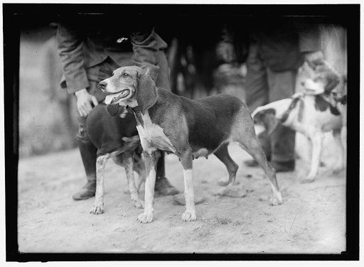 EDGEWOOD HUNT. HOUNDS