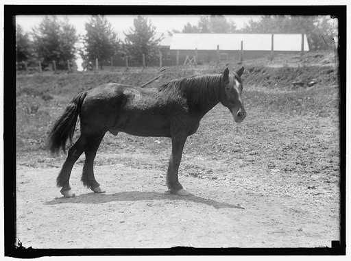 RODNEY. ARMY HORSE IN CUBAN WAR. RETIRED AT FORT MYER
