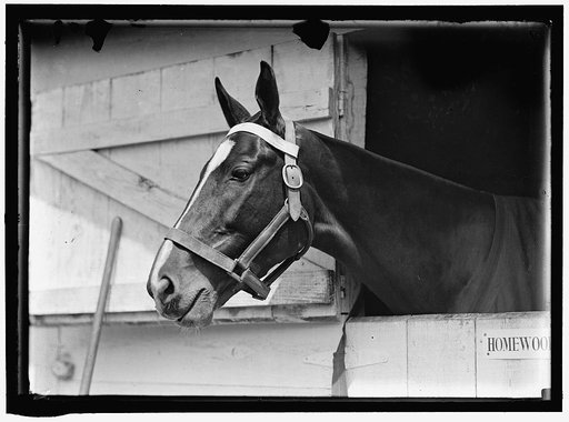 HORSE SHOWS. HORSE IN WASHINGTON HORSE SHOW