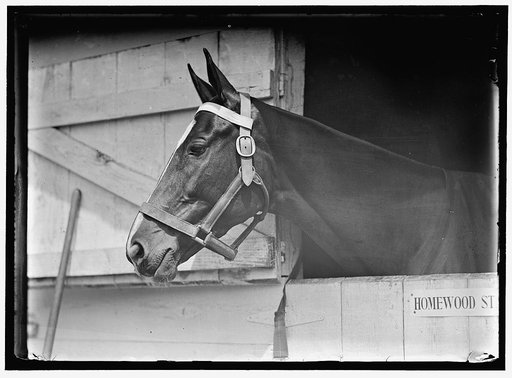 HORSE SHOWS. HORSE IN WASHINGTON HORSE SHOW