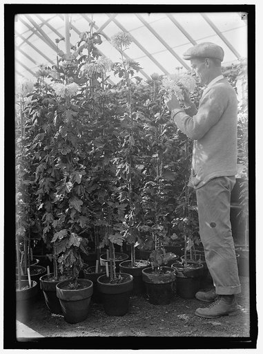AGRICULTURE DEPARTMENT. 'JESSIE WILSON' CHRYSANTHEMUM. MARTIN GRANER, GARDENER