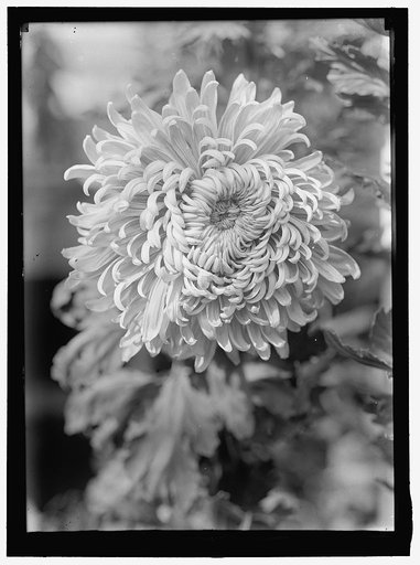 AGRICULTURE DEPARTMENT. 'JESSIE WILSON' CHRYSANTHEMUM