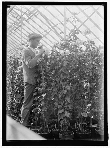 AGRICULTURE DEPARTMENT. 'JESSIE WILSON' CHRYSANTHEMUM. MARTIN GRANER, GARDENER