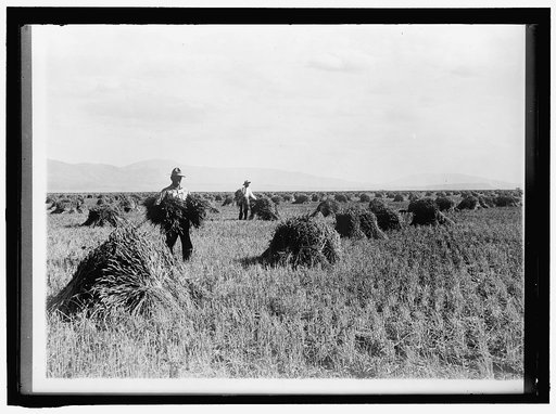 MINIDOKA PROJECT. U.S. RECLAMATION BUREAU. MINIDOKA DESERT ON YEAR AFTER IRRIGATION BY GOVERNMENT