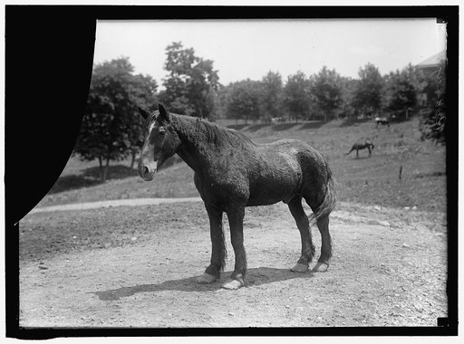 RODNEY, ARMY HORSE IN CUBAN WAR. RETIRED AT FORT MYER