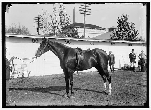 HORSE SHOWS. CLAY BAILEY