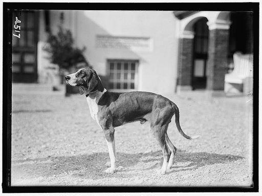 NATIONAL BEAGLE CLUB OF AMERICA. KENNELS AND DOGS OF J.B. THOMAS