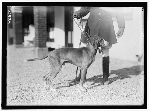 NATIONAL BEAGLE CLUB OF AMERICA. KENNELS AND DOGS OF J.B. THOMAS