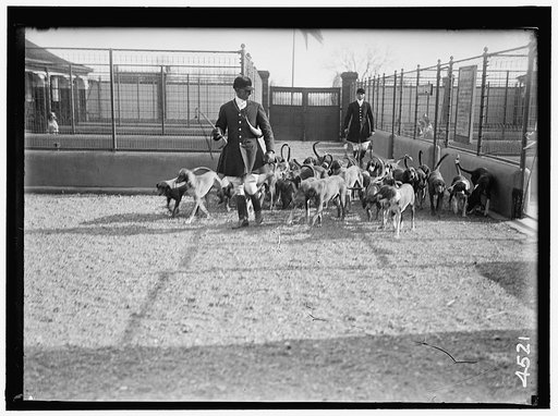 NATIONAL BEAGLE CLUB OF AMERICA. KENNELS AND DOGS OF J.B. THOMAS