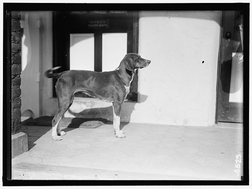 NATIONAL BEAGLE CLUB OF AMERICA. KENNELS AND DOGS OF J.B. THOMAS