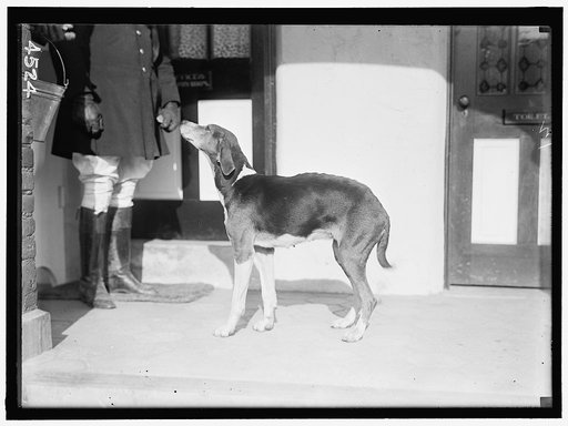 NATIONAL BEAGLE CLUB OF AMERICA. KENNELS AND DOGS OF J.B. THOMAS