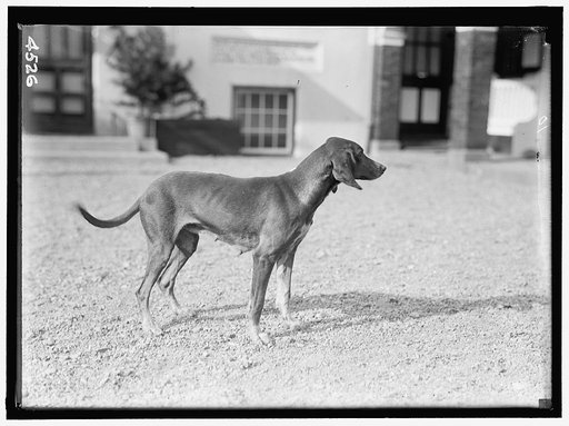NATIONAL BEAGLE CLUB OF AMERICA. KENNELS AND DOGS OF J.B. THOMAS