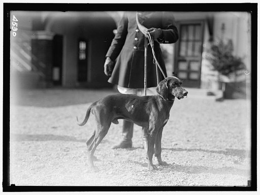 NATIONAL BEAGLE CLUB OF AMERICA. KENNELS AND DOGS OF J.B. THOMAS