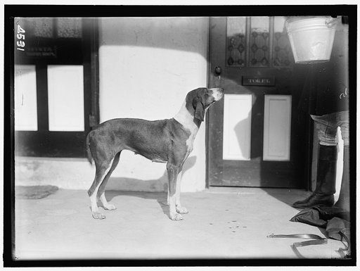 NATIONAL BEAGLE CLUB OF AMERICA. KENNELS AND DOGS OF J.B. THOMAS