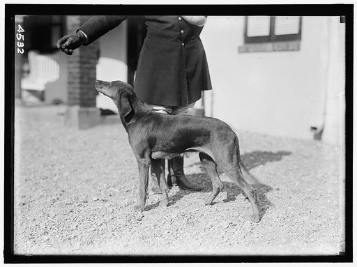 NATIONAL BEAGLE CLUB OF AMERICA. KENNELS AND DOGS OF J.B. THOMAS