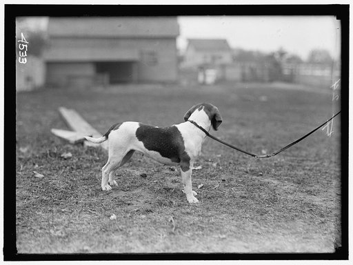 NATIONAL BEAGLE CLUB OF AMERICA. DOGS OWNED BY RAYMOND BELMONT