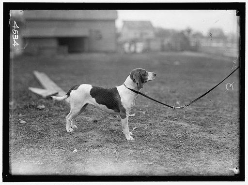 BELMONT, RAYMOND. NATIONAL BEAGLE CLUB OF AMERICA