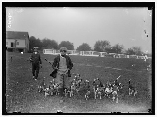 BELMONT, RAYMOND. NATIONAL BEAGLE CLUB OF AMERICA