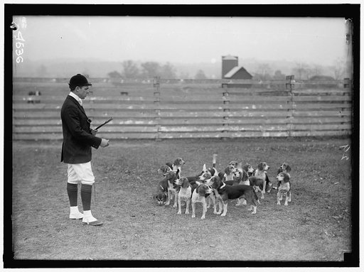 BELMONT, RAYMOND. NATIONAL BEAGLE CLUB OF AMERICA