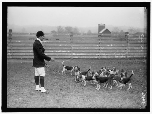 BELMONT, RAYMOND. NATIONAL BEAGLE CLUB OF AMERICA