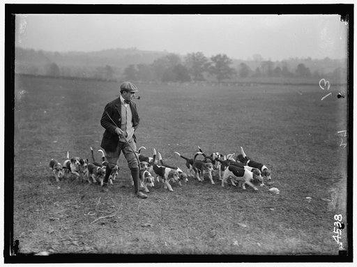 NATIONAL BEAGLE CLUB OF AMERICA. DOGS OWNED BY RAYMOND BELMONT