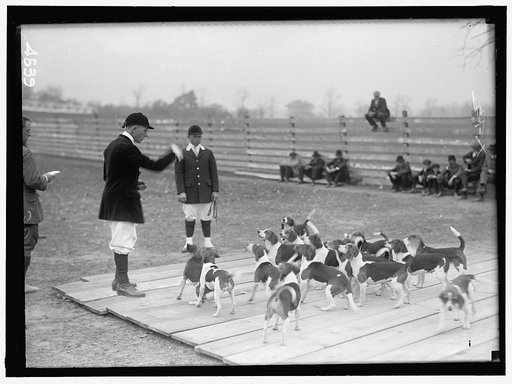 NATIONAL BEAGLE CLUB OF AMERICA. WHEATLEY BEAGLES