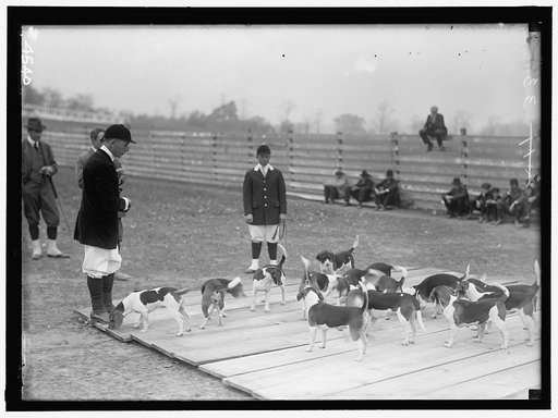 NATIONAL BEAGLE CLUB OF AMERICA. WHEATLEY BEAGLES