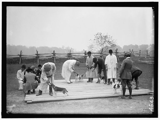 NATIONAL BEAGLE CLUB OF AMERICA. JUDGING DOGS