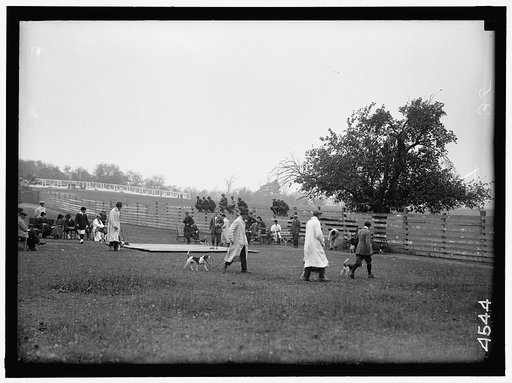 NATIONAL BEAGLE CLUB OF AMERICA. JUDGING DOGS
