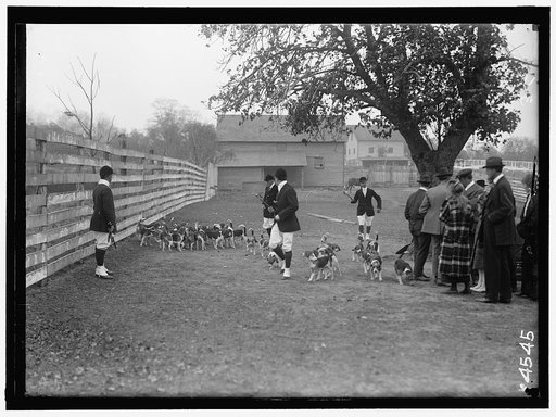 NATIONAL BEAGLE CLUB OF AMERICA. BELLRAY, I.E., BELMONT, AND WHEATLEY PACKS