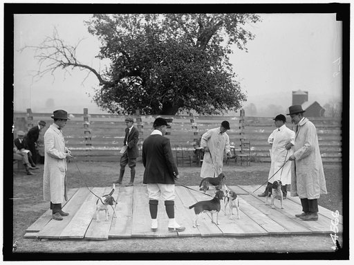 NATIONAL BEAGLE CLUB OF AMERICA. JUDGING DOGS. RAYMOND BELMONT AT EXTREME LEFT AND A.S. BURDEN, EXTREME RIGHT