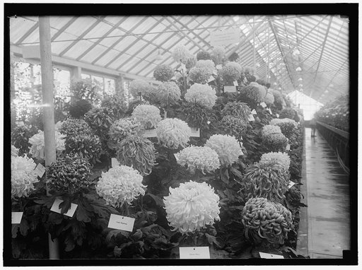 AGRICULTURE, DEPARTMENT OF. CHRYSANTHEMUM SHOW