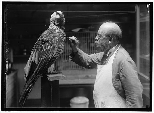 WOOD, N.R. OF SMITHSONIAN INSTITUTION. MOUNTING BIRDS