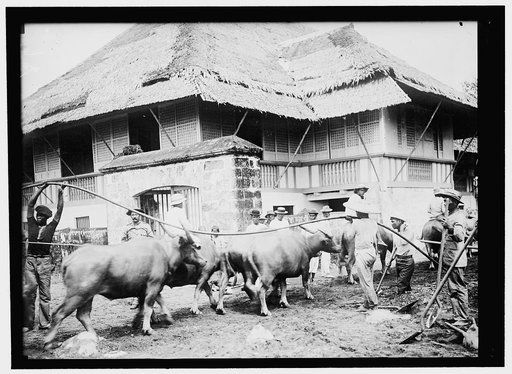 PHILIPPINES. SIGNAL CORPS CONSTRUCTING LINES IN THE ISLANDS