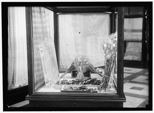 SILK WORMS IN THE NATIONAL MUSEUM