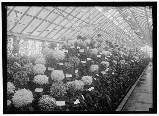 AGRICULTURE, DEPARTMENT OF. CHRYSANTHEMUM SHOW