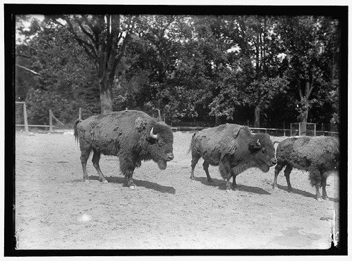 ZOO, WASHINGTON, D.C.: BISON