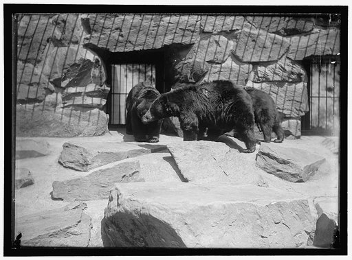 ZOO, WASHINGTON, D.C.: BLACK BEAR