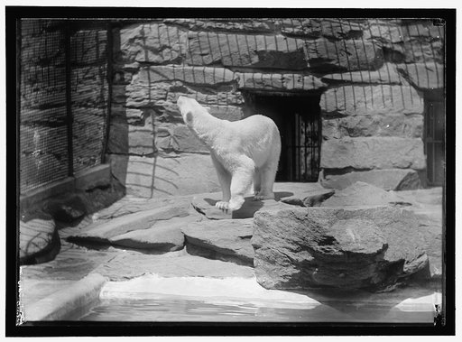 ZOO, WASHINGTON, D.C.: BEARS