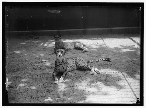 ZOO, WASHINGTON, D.C.: CHEETA