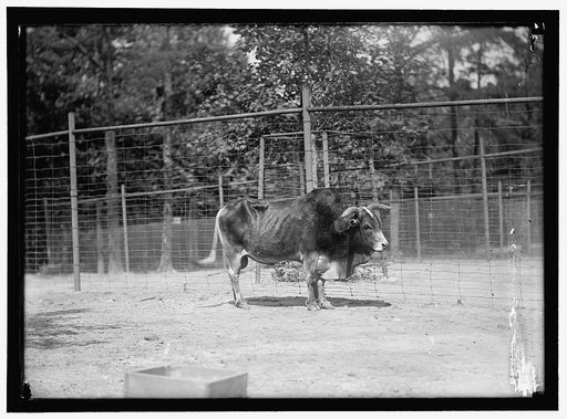 ZOO, WASHINGTON, D.C.: YAK